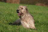 IRISH WOLFHOUND 395